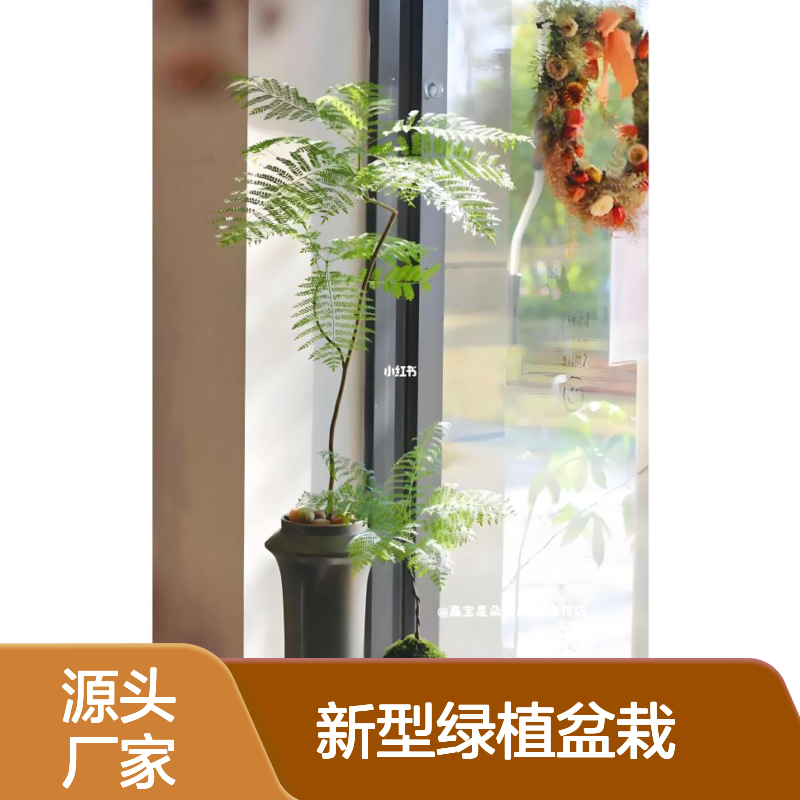 蓝花楹 办公室新型绿植盆栽 高端好看 植物租赁新品种 南韵竹风