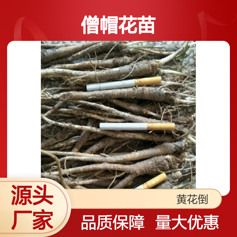 僧帽花苗 基地培育 高产优质 种植专业 供货稳定