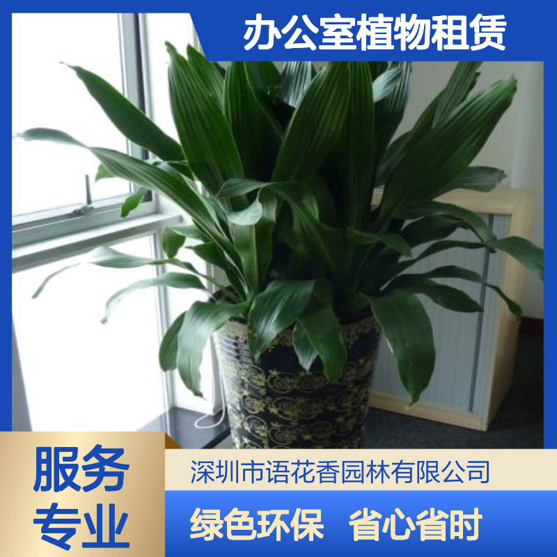 办公室植物租赁 种类齐全 同城上门 专业养护 花木维护