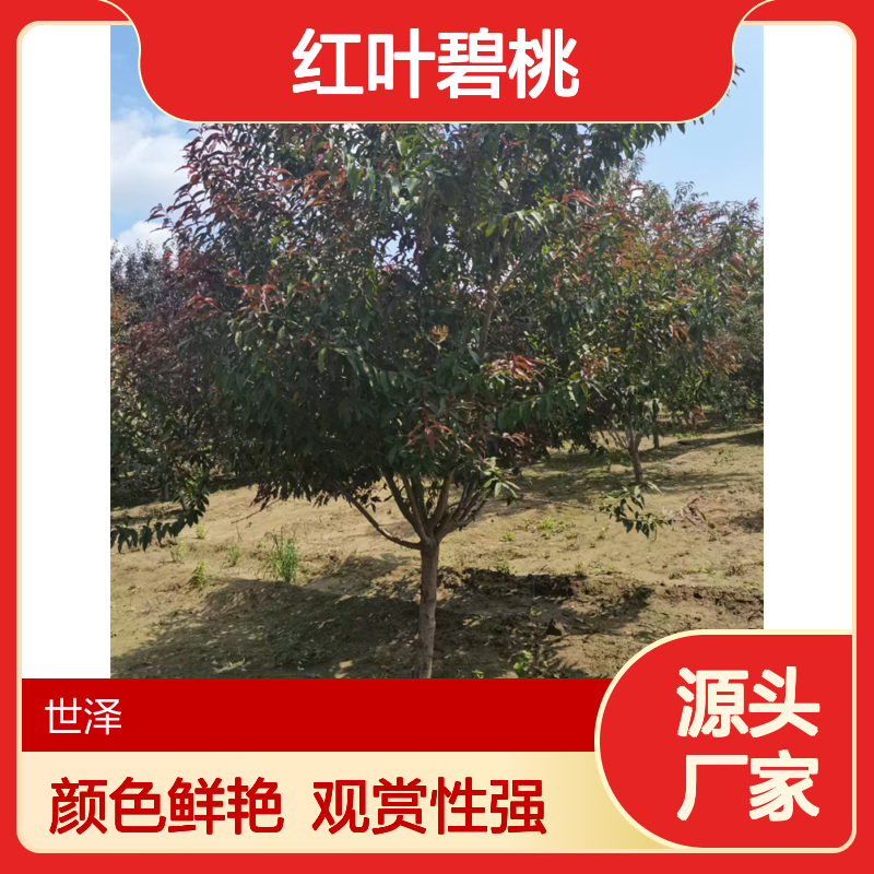 2-15公分红叶碧桃 颜色鲜艳 观赏性强 根系好 适应性强