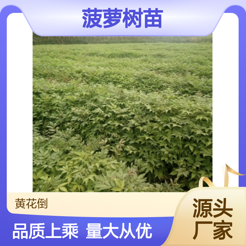 黄菠萝树苗 百亩基地直供 品质保证 种植专业 管理规范