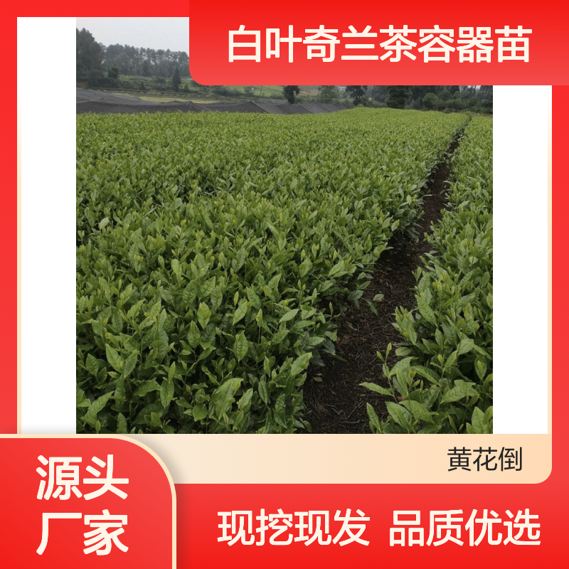 白叶奇兰茶容器苗 当天起苗发货 新鲜采摘 品质保证