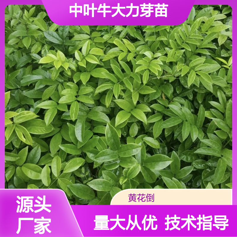 常年基地供应中叶牛大力芽苗 全程技术指导 十几年苗木培育经验