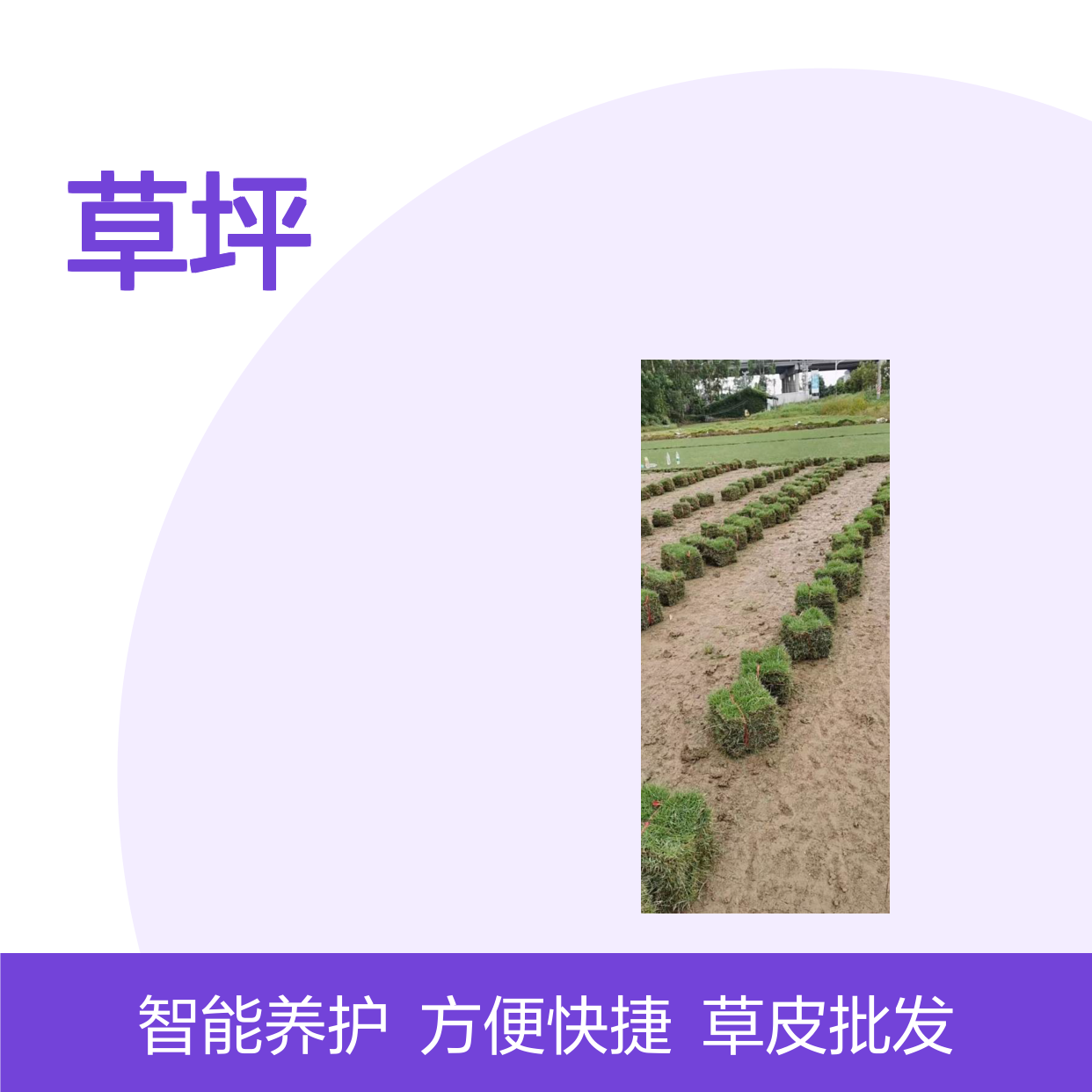 深 圳附近草皮批发市场 草坪固定到水泥地上 方便快捷 智能养护