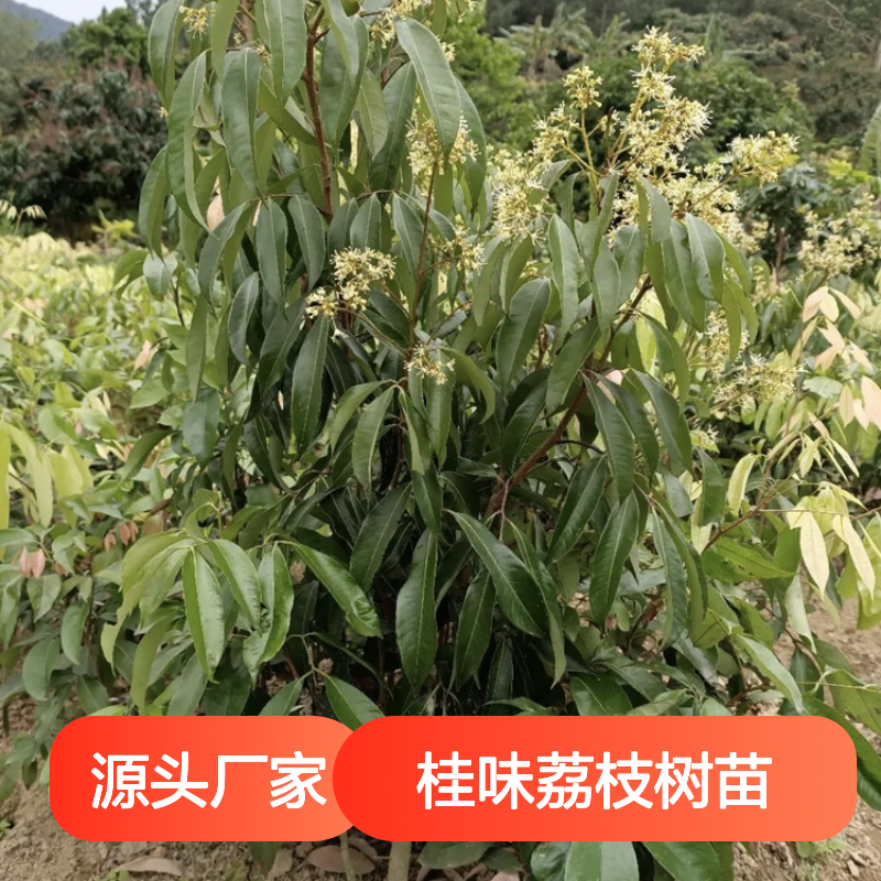 桂味荔枝树苗 批发种植园优选 易于管理 适应性强