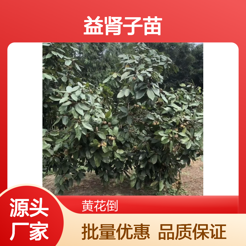 厚鳞柯益肾子苗 批发基地直供 嫁接技术 早产丰产