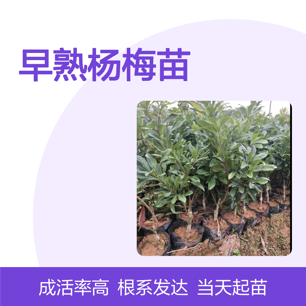 当天起苗当天发早熟杨梅苗直生树苗 多年生根系发达 成活高规格齐全