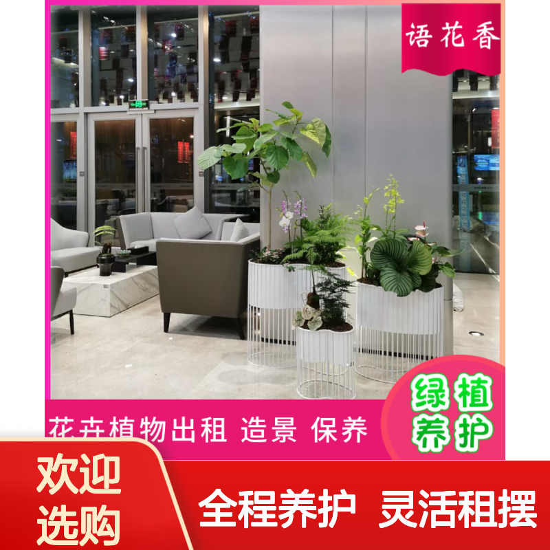 办公室绿植盆栽组合 滴水观音与蝴蝶兰 每周专人上门养护