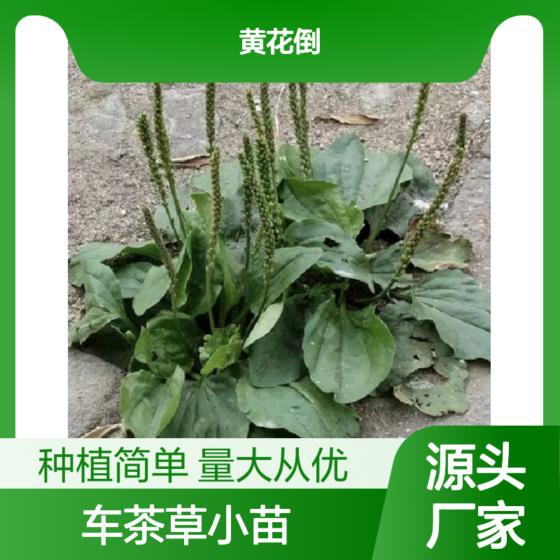 车茶草小苗 批发种植 基地货源 品质优良 生长旺盛