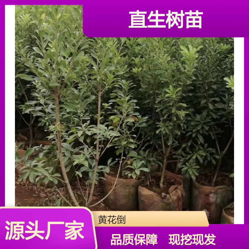 杨梅直生树苗 多年生根系发达 高成活率 规格齐全