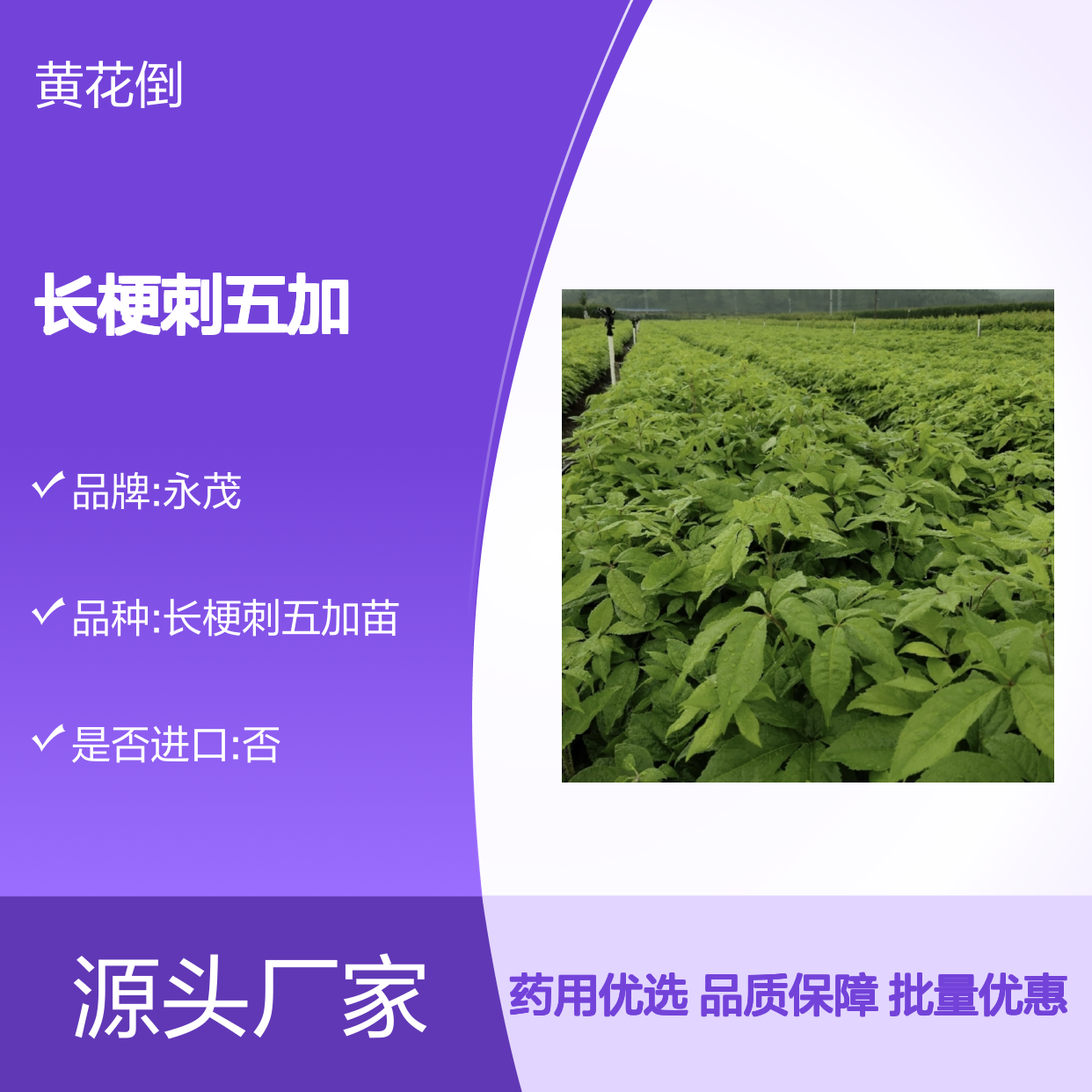长梗刺五加种苗 基地直供 品质优良 适应性强 药用价值高