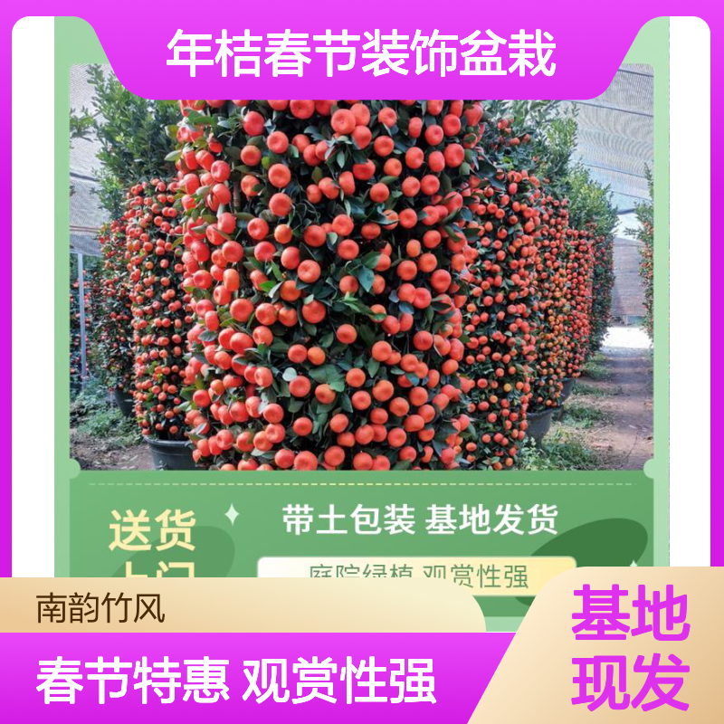 南韵竹风 基地朱砂桔盆栽批发 年桔春节装饰盆栽 基地现发 货源充足