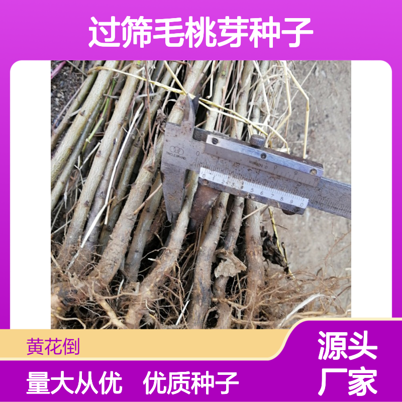 精选过筛毛桃芽种子 苗木合作社自营提供种植技术