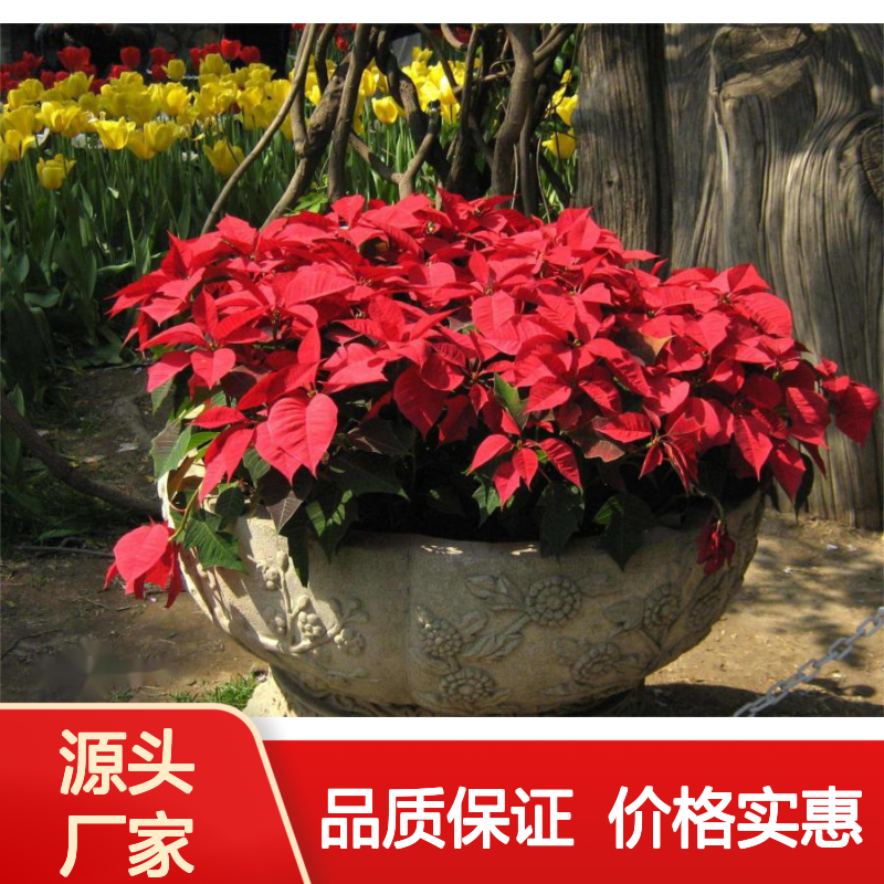 圣诞红盆栽 65cm高 观赏性强 耐寒绿植 散光充足