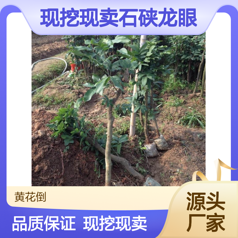 现挖现卖石硖龙眼实生苗 基地直发包教种植管理技术 品质纯正可票
