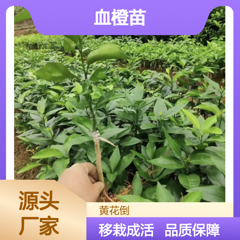 高产血橙苗 嫁接培育 园艺优选 根系发达 细嫩多汁