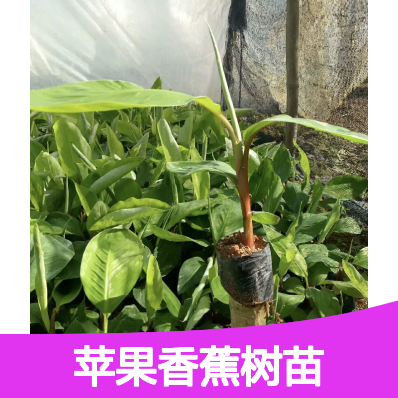 苹果香蕉树苗 肉质细腻味清香 耐储存强 产量稀有