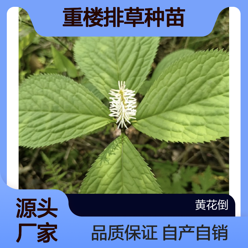 自产自销重楼排草种苗 苗圃产地直供品质保证种植技术分享