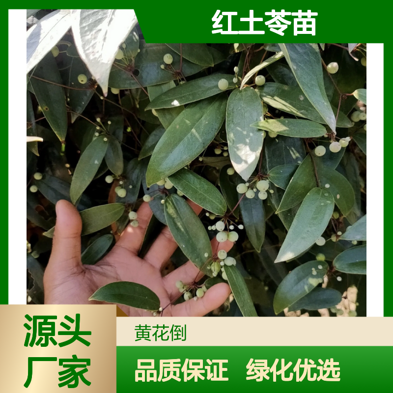 红土苓苗基地直供 优质红土苓种植苗 易于管理