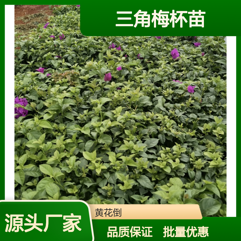 三角梅杯苗 批发种植园直供 生长迅速 花色丰富
