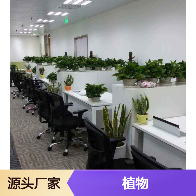 植物租赁服务 写字楼银行绿化优选 成活率高 品种多样