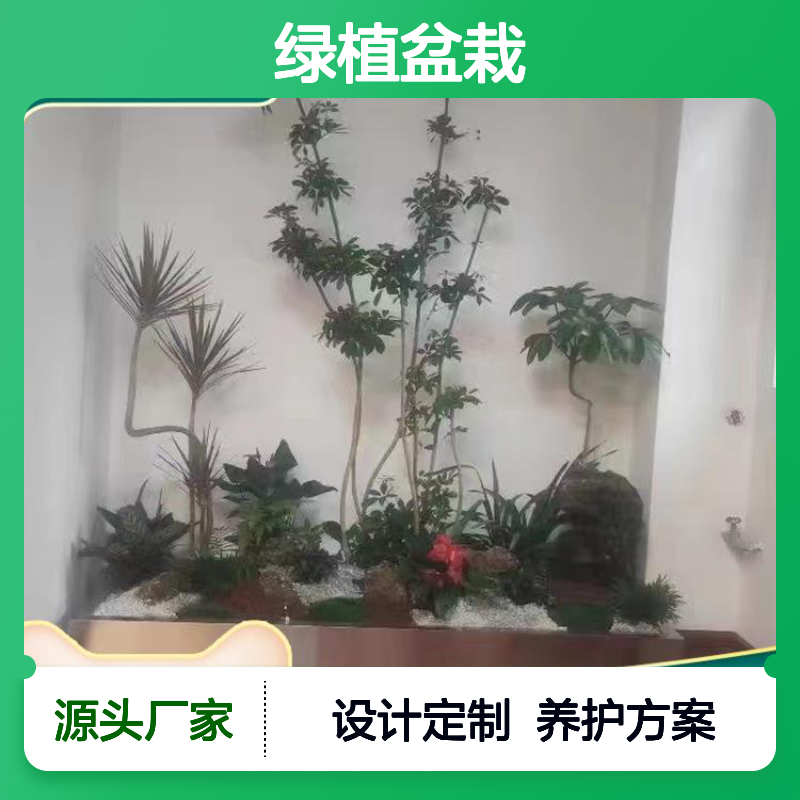 绿植盆栽 福 永业区花卉绿植摆放 后期养护方案