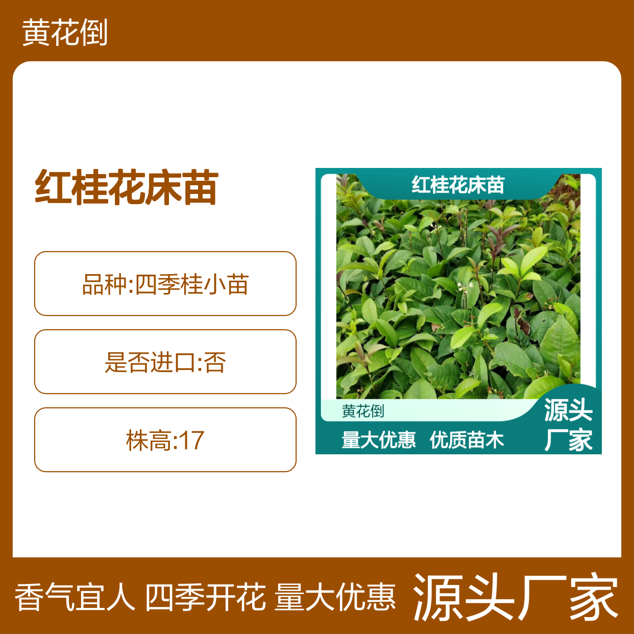 常年基地供应红桂花床苗 全程技术指导 十几年苗木培育经验