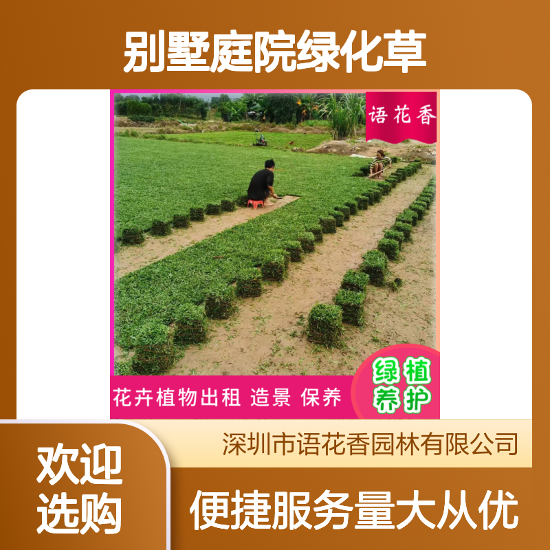 马尼拉草皮基地直供 别墅庭院专用绿化草坪 四季常青