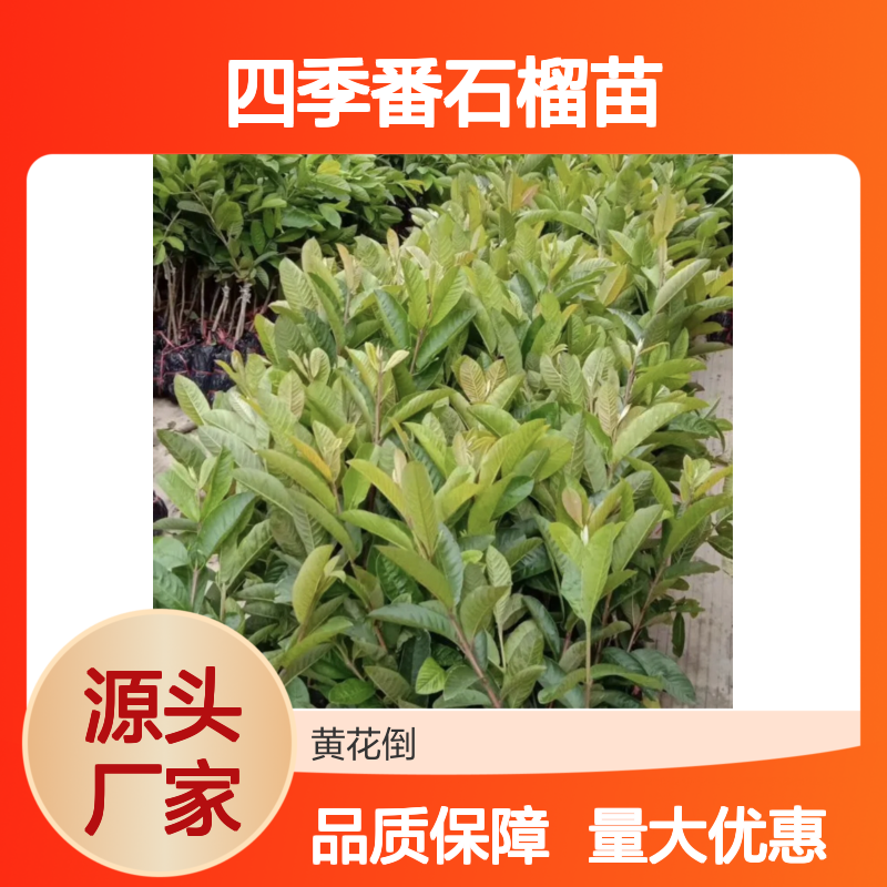 四季番石榴苗 基地直供批发 品质优良 种植简单