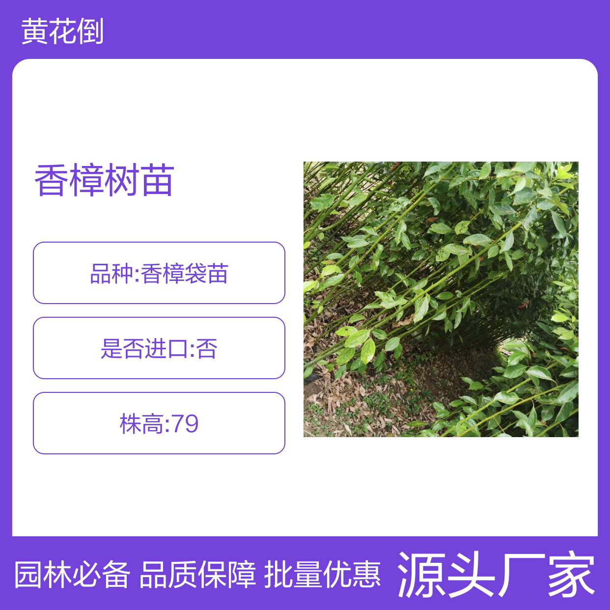 香樟树苗 驱蚊环保 园林优选 易于栽植 生长迅速