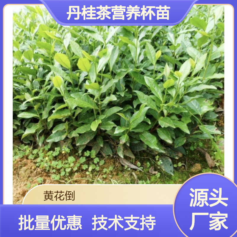 精选丹桂茶营养杯苗 批量购买更划算 产地直供