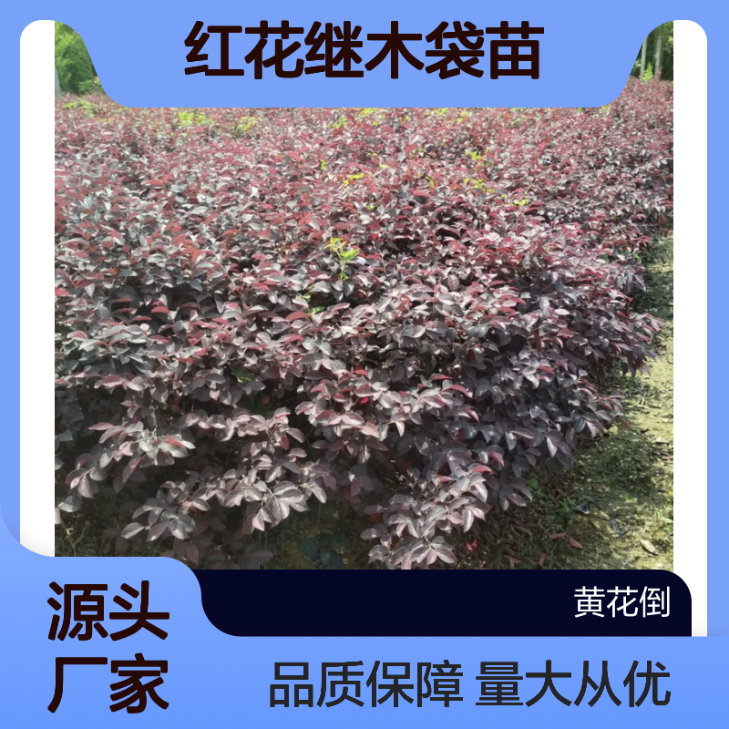 红花继木袋苗 基地直供 园林优选 生长迅速 发芽率高