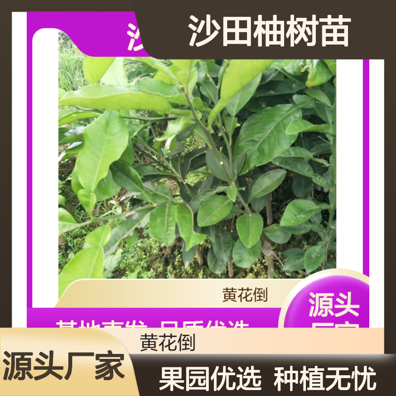 沙 品质优选 健康苗壮 生长迅速 易于成活 适应性强