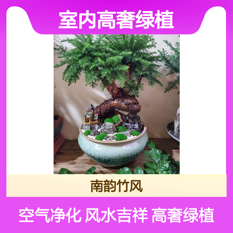 澳洲杉 澳 洲不老松盆景出租 室内高奢绿植租赁 总经理办公室植物摆件