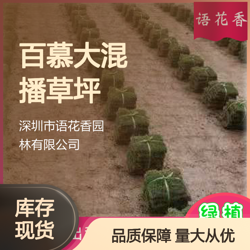 百慕大混播草坪 绿化优选 全年保持常绿 暖季生长旺盛 根系强健发达