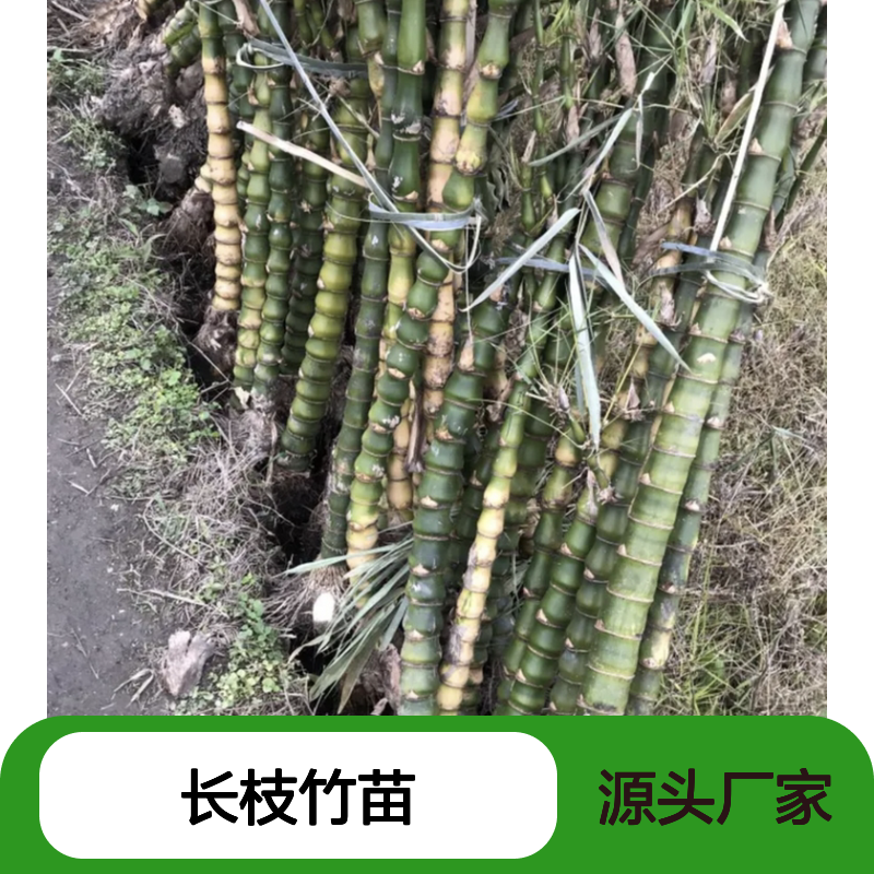 长枝竹苗 南方适种 园林优选 分布广泛 批发供应