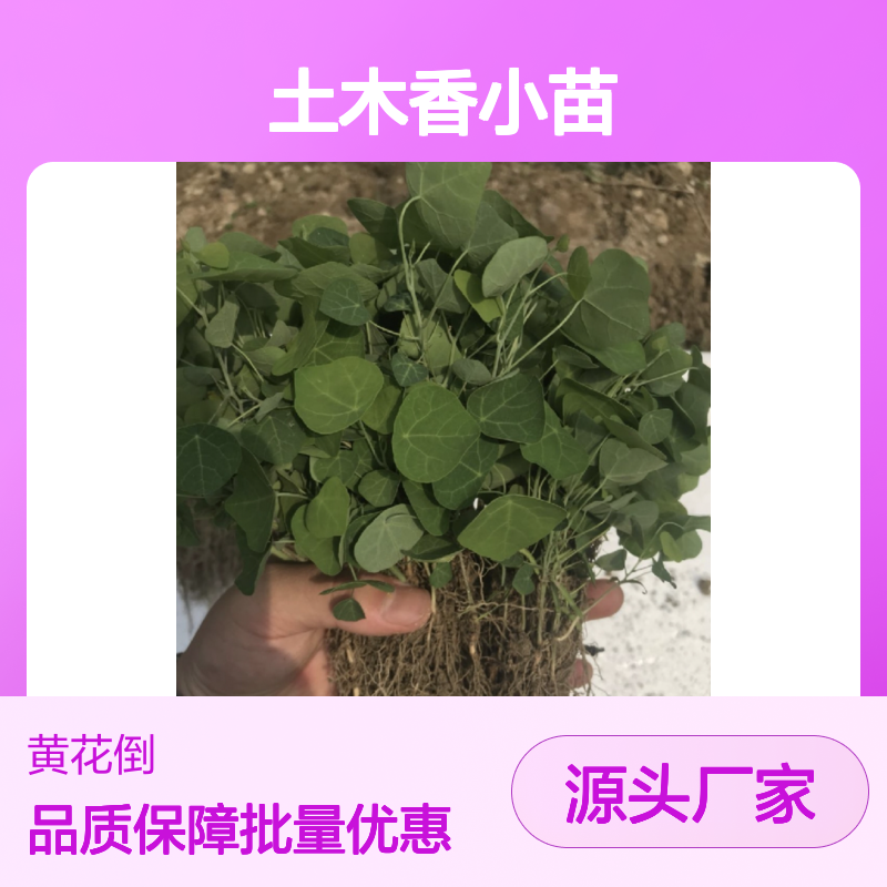 土木香小苗 扦插繁殖易成活 基地直供 生长旺盛