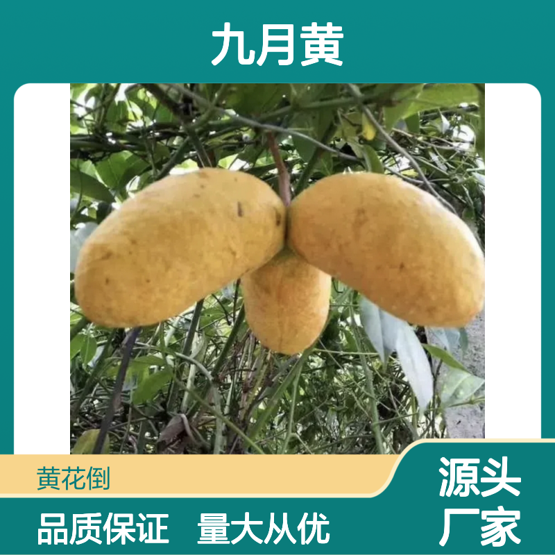 精选九月黄苗木 观赏食用兼备 基地直供 品质优良