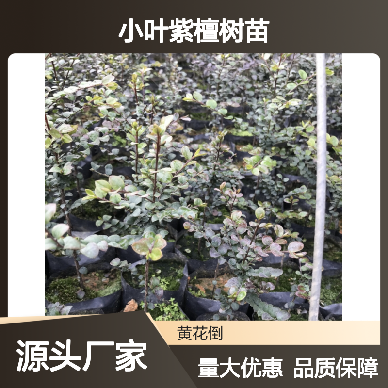 小叶紫檀树苗 主产区直供 耐旱耐热 适应性强 易于栽植