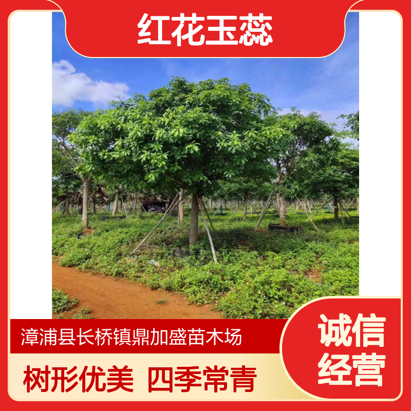 鼎加盛园林基地4.5米高红花玉蕊 行道树常绿性胸径10-50cm米径20