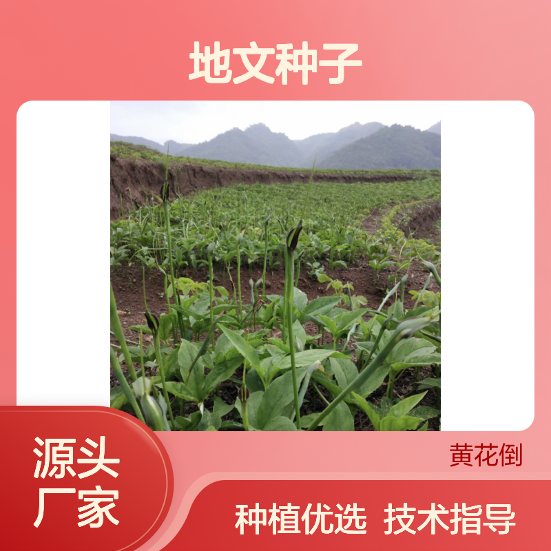 当年新采地文种子 芍药叶型 高产量种植 专业技术