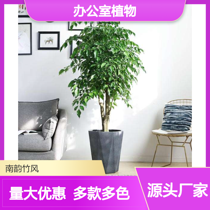幸福树 万年青盆栽 办公室植物租摆常用品种 好打理 易养活 南韵竹风