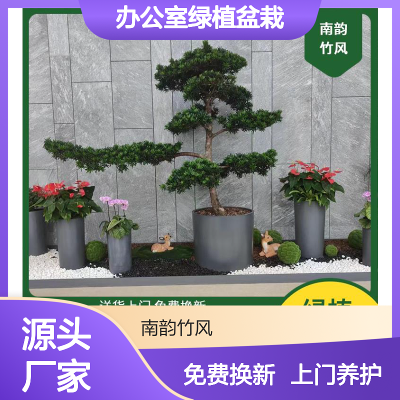 花卉租摆 前海办公室绿植盆栽景观配置 南韵竹风