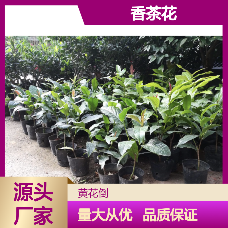 扦插香茶花树苗 锦上添花品种全 形姿优美 成活率高