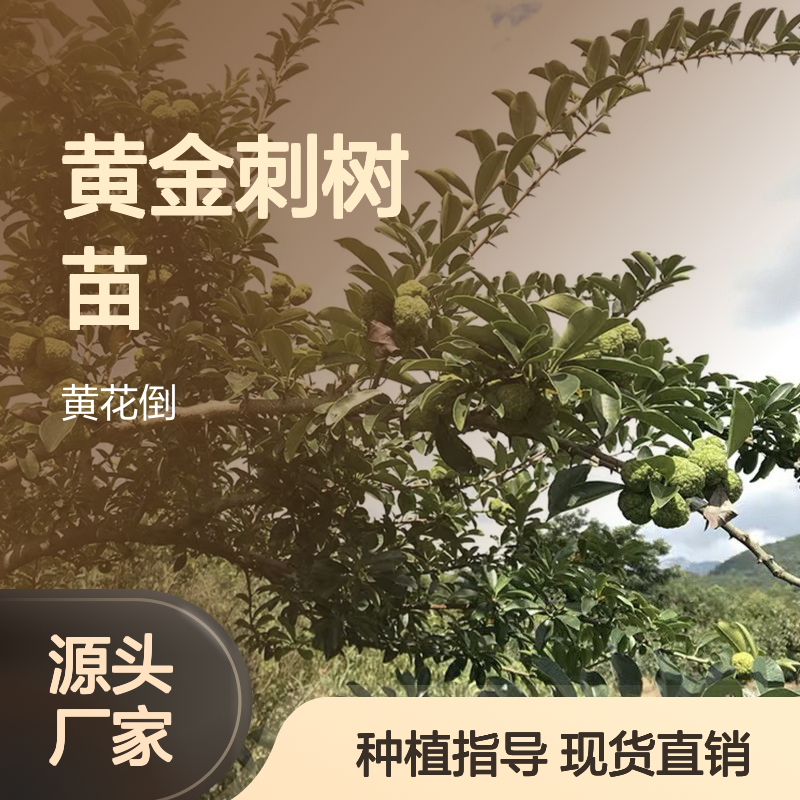 黄金刺树苗 苗圃直供品质保证 生长顽强 桑科近亲