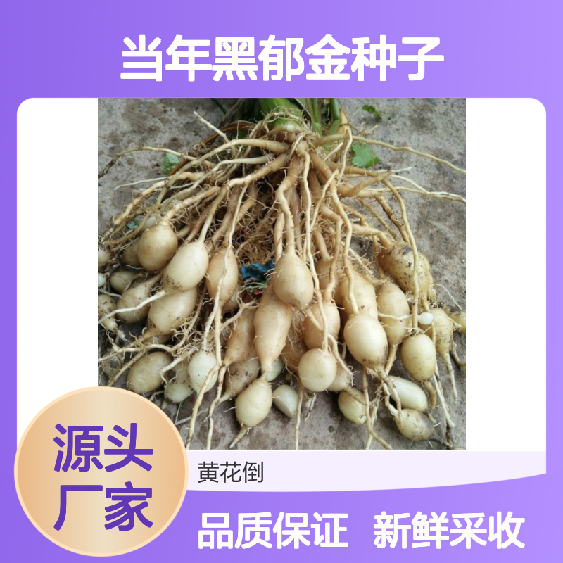 新采收当年黑郁金种子 苗木合作社自营免费技术指导