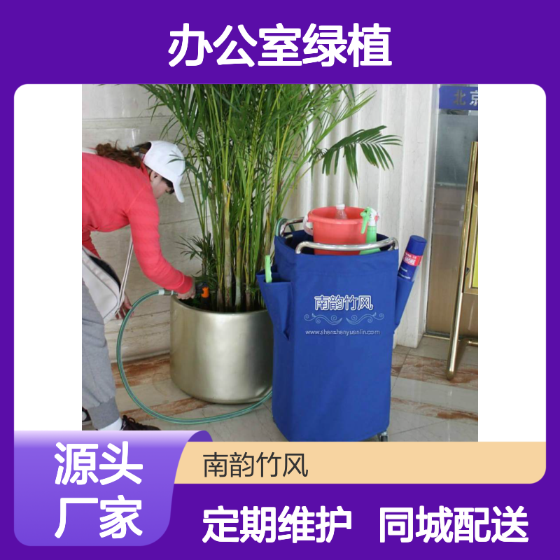 花卉绿植 办公室绿植租摆 花卉租摆 同城配送 专人定期维护