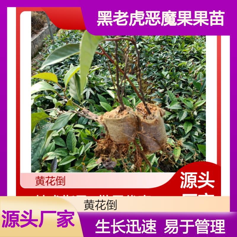 黑老虎恶魔果果苗 园林种植优选 生长迅速 易于管理