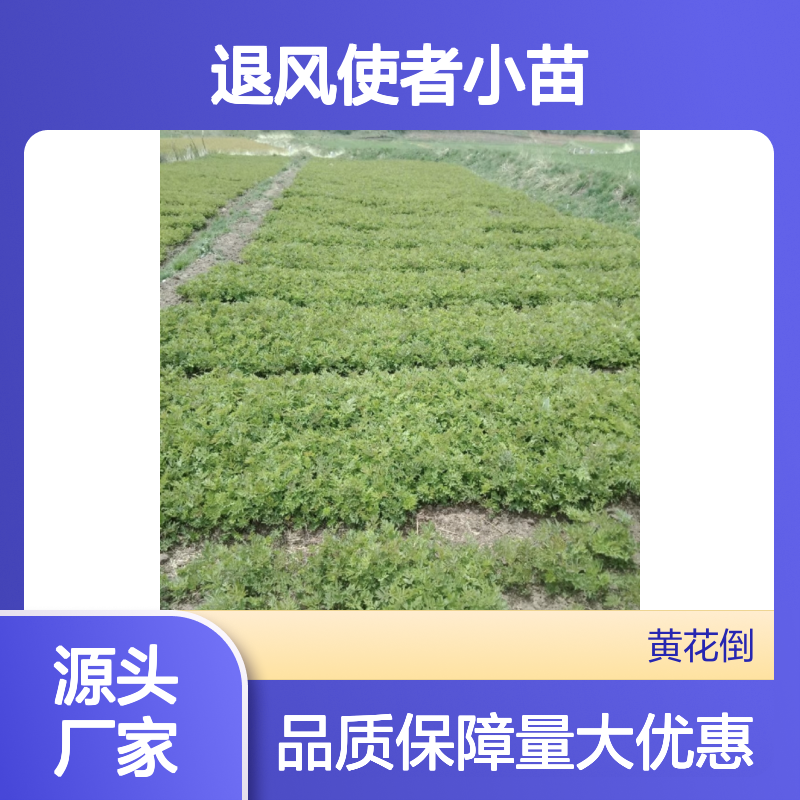 退风使者小苗 基地直供 园林优选 管理简单 生长迅速