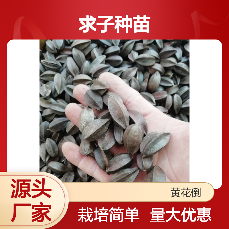 求子种苗 枝蔓攀爬植物 春秋可播 生长快速 繁殖多样